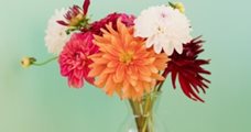 19-09 | Bloemschikken met Dahlia's 